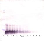 SCF Antibody in Western Blot (WB)