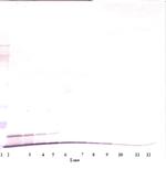 CXCL1 Antibody in Western Blot (WB)