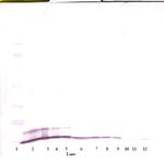 CXCL1 Antibody in Western Blot (WB)