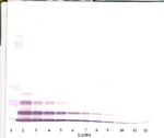 CXCL2 Antibody in Western Blot (WB)