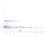 MCP-1 Antibody in Western Blot (WB)