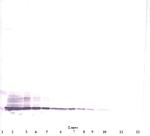 CCL3 Antibody in Western Blot (WB)