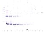 CNTF Antibody in Western Blot (WB)