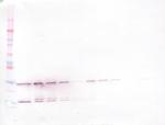 GDNF Antibody in Western Blot (WB)