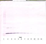 NTF4 Antibody in Western Blot (WB)