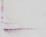 BDNF Antibody in Western Blot (WB)