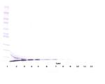 CXCL12 beta (SDF-1 beta) Antibody in Western Blot (WB)