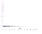 CXCL12 beta (SDF-1 beta) Antibody in Western Blot (WB)