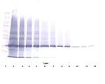 IL-25 Antibody in Western Blot (WB)