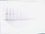 IL-17F Antibody in Western Blot (WB)