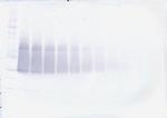 IL-17F Antibody in Western Blot (WB)