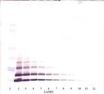 CXCL5 Antibody in Western Blot (WB)