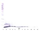 CXCL5 Antibody in Western Blot (WB)