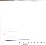 CXCL1 Antibody in Western Blot (WB)