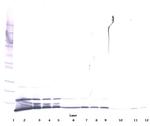 CXCL1 Antibody in Western Blot (WB)