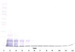 CX3CL1 Antibody in Western Blot (WB)