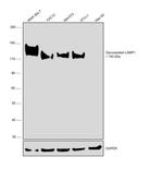 CD107a (LAMP-1) Antibody in Western Blot (WB)