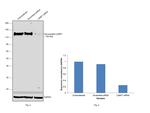 CD107a (LAMP-1) Antibody in Western Blot (WB)