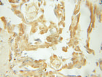 BCL10 Antibody in Immunohistochemistry (Paraffin) (IHC (P))