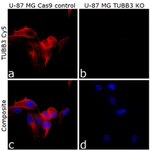 beta-3 Tubulin Antibody in Immunocytochemistry (ICC/IF)