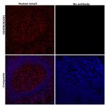 CD45R (B220) Antibody in Immunohistochemistry (Paraffin) (IHC (P))