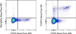 FOXP3 Antibody in Flow Cytometry (Flow)