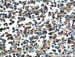 BAX Antibody in Immunohistochemistry (Paraffin) (IHC (P))