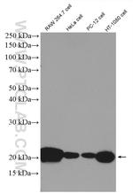 BAX Antibody in Western Blot (WB)