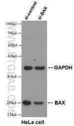 BAX Antibody in Western Blot (WB)