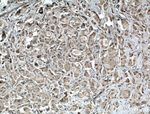 BAX Antibody in Immunohistochemistry (Paraffin) (IHC (P))