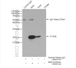 BAX Antibody in Immunoprecipitation (IP)