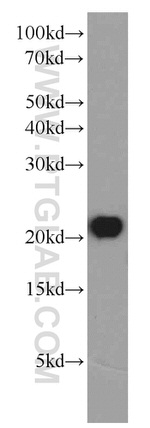 BAX Antibody in Western Blot (WB)