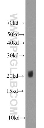 BAX Antibody in Western Blot (WB)