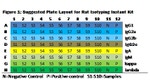 Rat Ig Isotyping Instant ELISA™ Kit