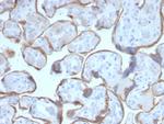 PAPP-A/Pappalysin-1 (Marker of Atherosclerosis and Aneuploid Fetus) Antibody in Immunohistochemistry (Paraffin) (IHC (P))