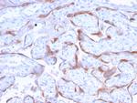 PAPP-A/Pappalysin-1 (Marker of Atherosclerosis and Aneuploid Fetus) Antibody in Immunohistochemistry (Paraffin) (IHC (P))