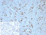 PAX4 Antibody in Immunohistochemistry (Paraffin) (IHC (P))