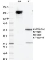 PAX5/BSAP (Early B-Cell Marker) Antibody in SDS-PAGE (SDS-PAGE)