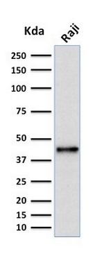 PAX5/BSAP (Early B-Cell Marker) Antibody in Western Blot (WB)