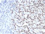 PAX6 (Stem Cell Marker) Antibody in Immunohistochemistry (Paraffin) (IHC (P))