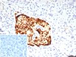 PAX6 (Stem Cell Marker) Antibody in Immunohistochemistry (Paraffin) (IHC (P))