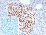 PAX6 (Stem Cell Marker) Antibody in Immunohistochemistry (Paraffin) (IHC (P))