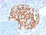 PAX6 (Stem Cell Marker) Antibody in Immunohistochemistry (Paraffin) (IHC (P))