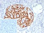 PAX6 (Stem Cell Marker) Antibody in Immunohistochemistry (Paraffin) (IHC (P))