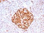 PAX6 (Stem Cell Marker) Antibody in Immunohistochemistry (Paraffin) (IHC (P))