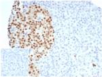 PAX6 (Stem Cell Marker) Antibody in Immunohistochemistry (Paraffin) (IHC (P))