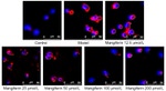 IRF5 Antibody in Immunocytochemistry (ICC/IF)