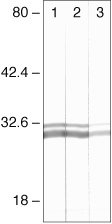 14-3-3 Pan Antibody in Western Blot (WB)