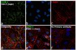 Claudin 2 Antibody in Immunocytochemistry (ICC/IF)