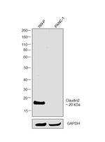 Claudin 2 Antibody in Western Blot (WB)